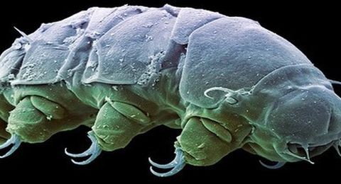 PHOTO: EAST NEWS/SCIENCE PHOTO LIBRARY Water bear. Coloured scanning electron micrograph (SEM) of a freshwater water bear (Echiniscus sp.). Water bears, or tardigrades, are tiny invertebrates that live in coastal waters and freshwater habitats, as well as semi-aquatic terrestrial habitats like damp moss. They require water to obtain oxygen by gas exchange. In dry conditions, they can enter a cryptobiotic tun (or barrel) state of dessication to survive. Water bears feed on plant and animal cells and are found throughout the world, from the tropics to the cold polar waters.